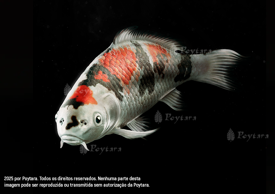 Imagem Carpa-Marca